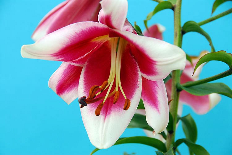 Lilium 'Friso', Lily 'Friso', Oriental Lily 'Friso', Lilium 'Silk Road' , Lily 'Silk Road', Oriental Trumpet Lily, Orienpet Lily, Oriental Trumpet Lilies, Orienpet Lilies, Pink Lilies, Bicolor Lilies, Fragrant lilies, Lily flower, Lily Flower
